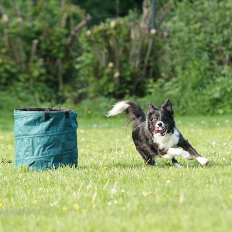 hoppers2 https://www.hsf1959.de/wp-content/uploads/2025/08/hoppers2.jpg