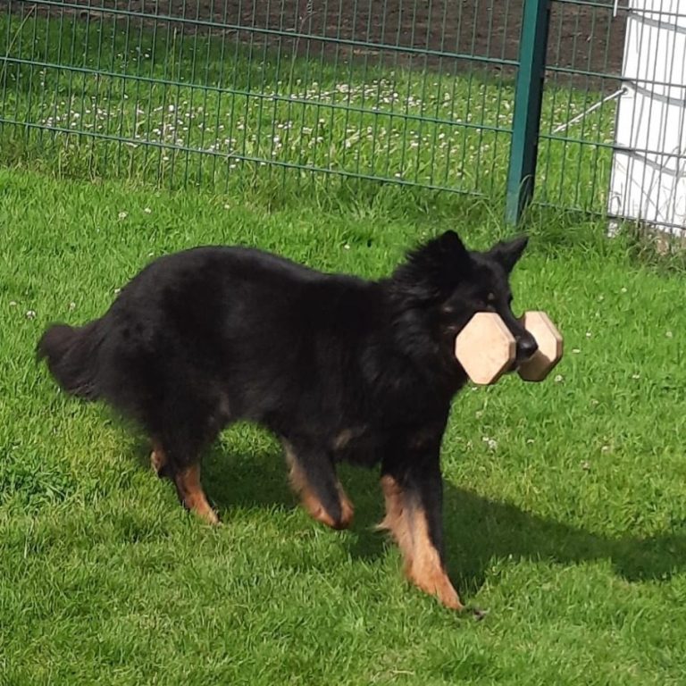 obi1 https://www.hsf1959.de/wp-content/uploads/2025/08/obi1.jpg