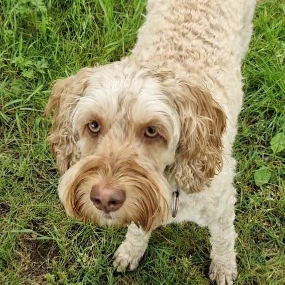 Cooper https://www.hsf1959.de/wp-content/uploads/2025/10/Cooper.jpg